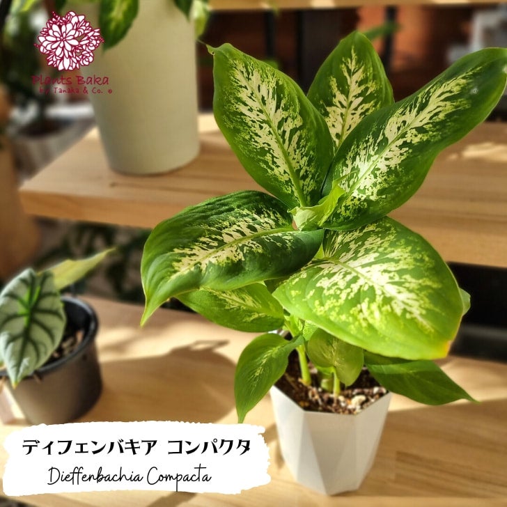 カート | Plants Baka - Online Shop