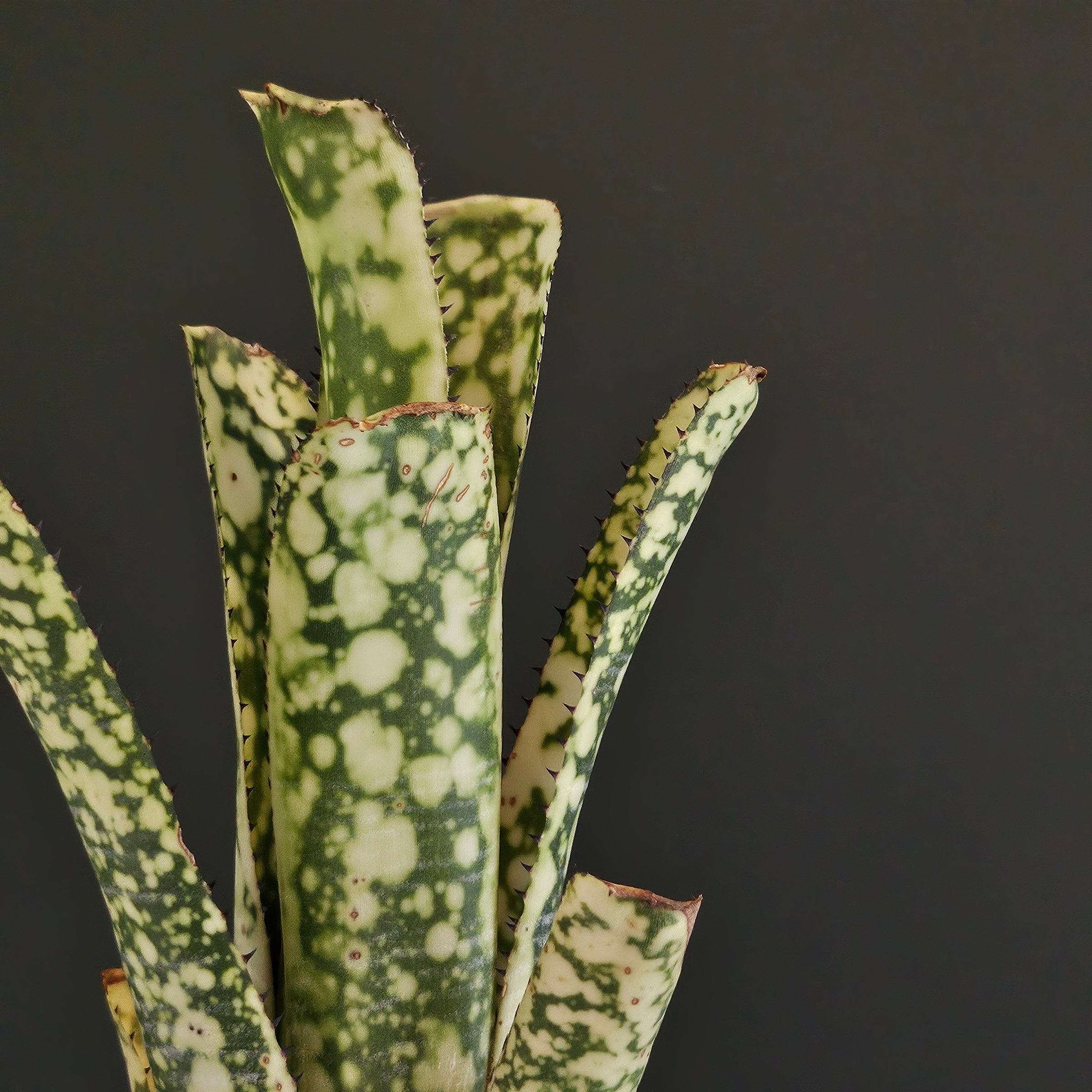 ビルベルギア Billbergia | Plants Baka - Online Shop
