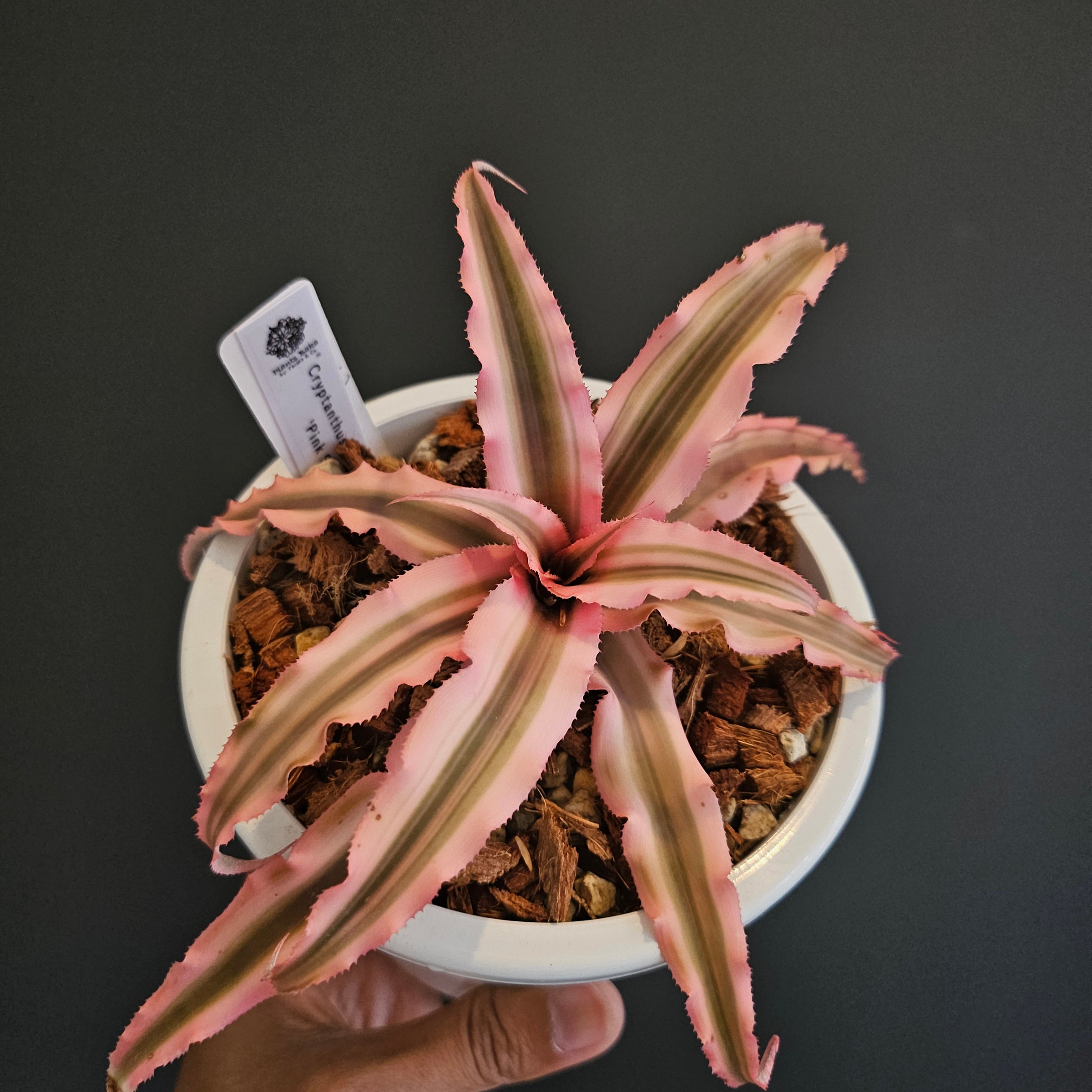 Home | Plants Baka - Online Shop