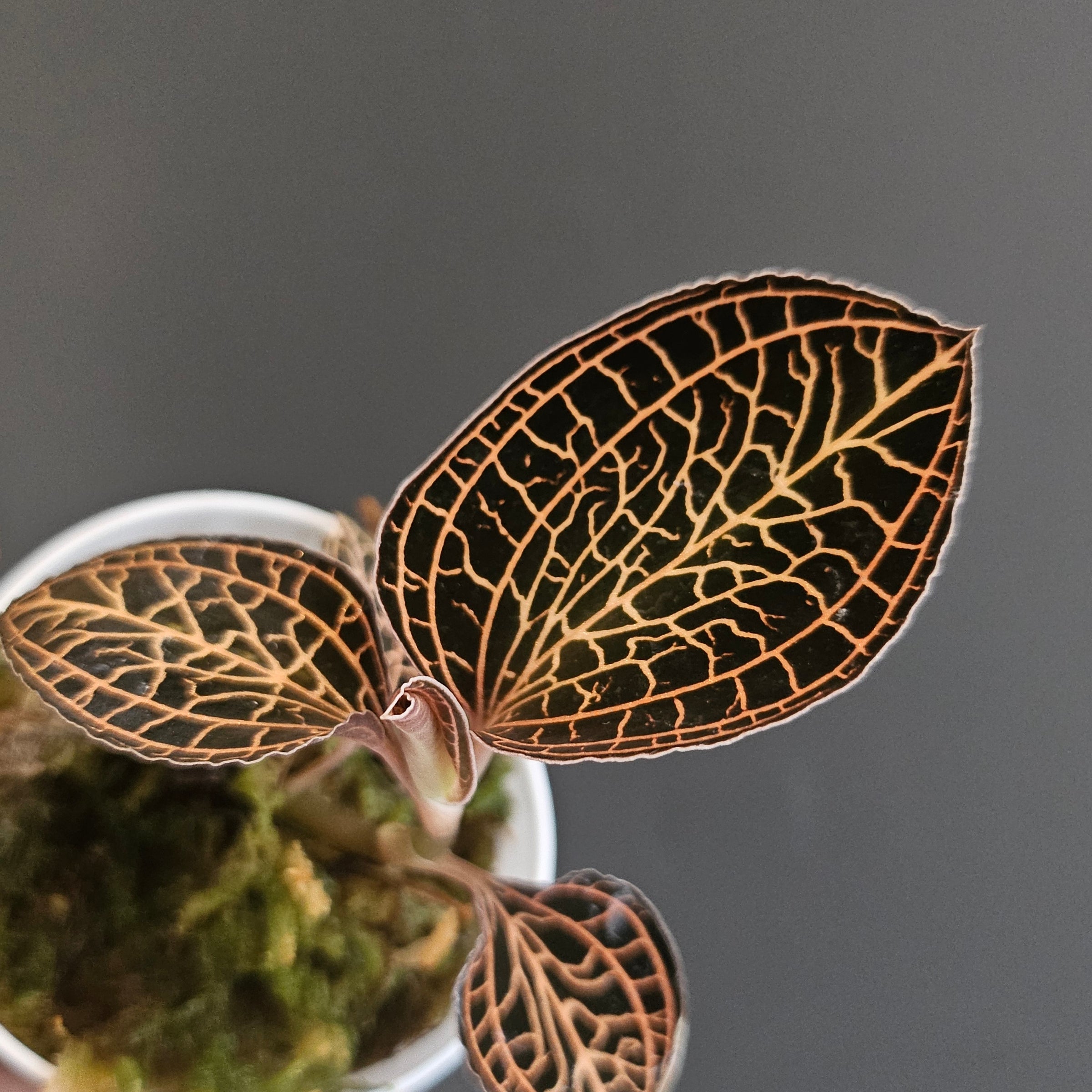 ビッグ割引 Baka Plants | ジュエルオーキッド - Shop Online その他観葉植物