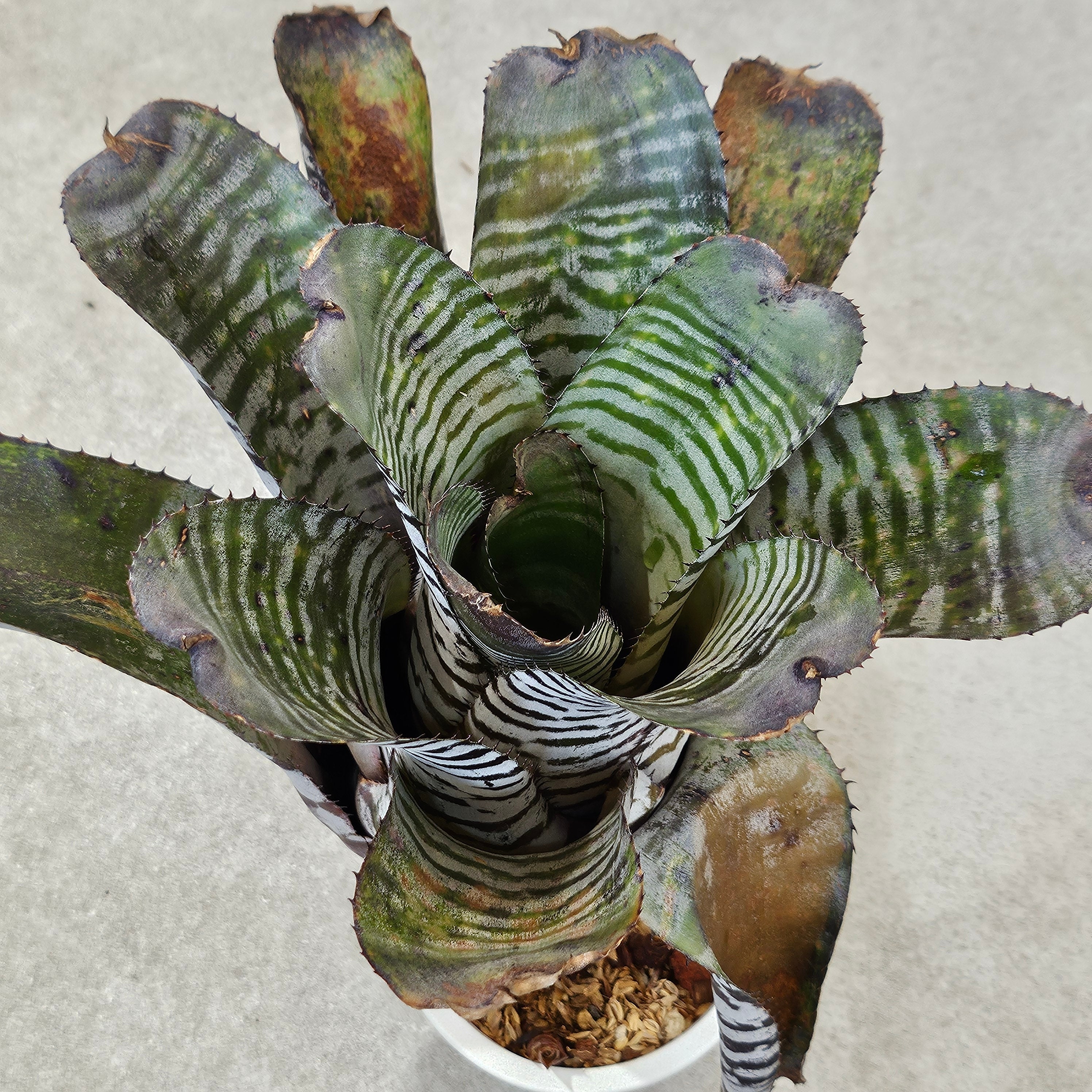 エクメア ムルフォーディ マルバ | アナナス ブロメリア タンク植物 多肉植物 エクメア Aechmea (タンクブロメリア) | Plants Baka - Online Shop