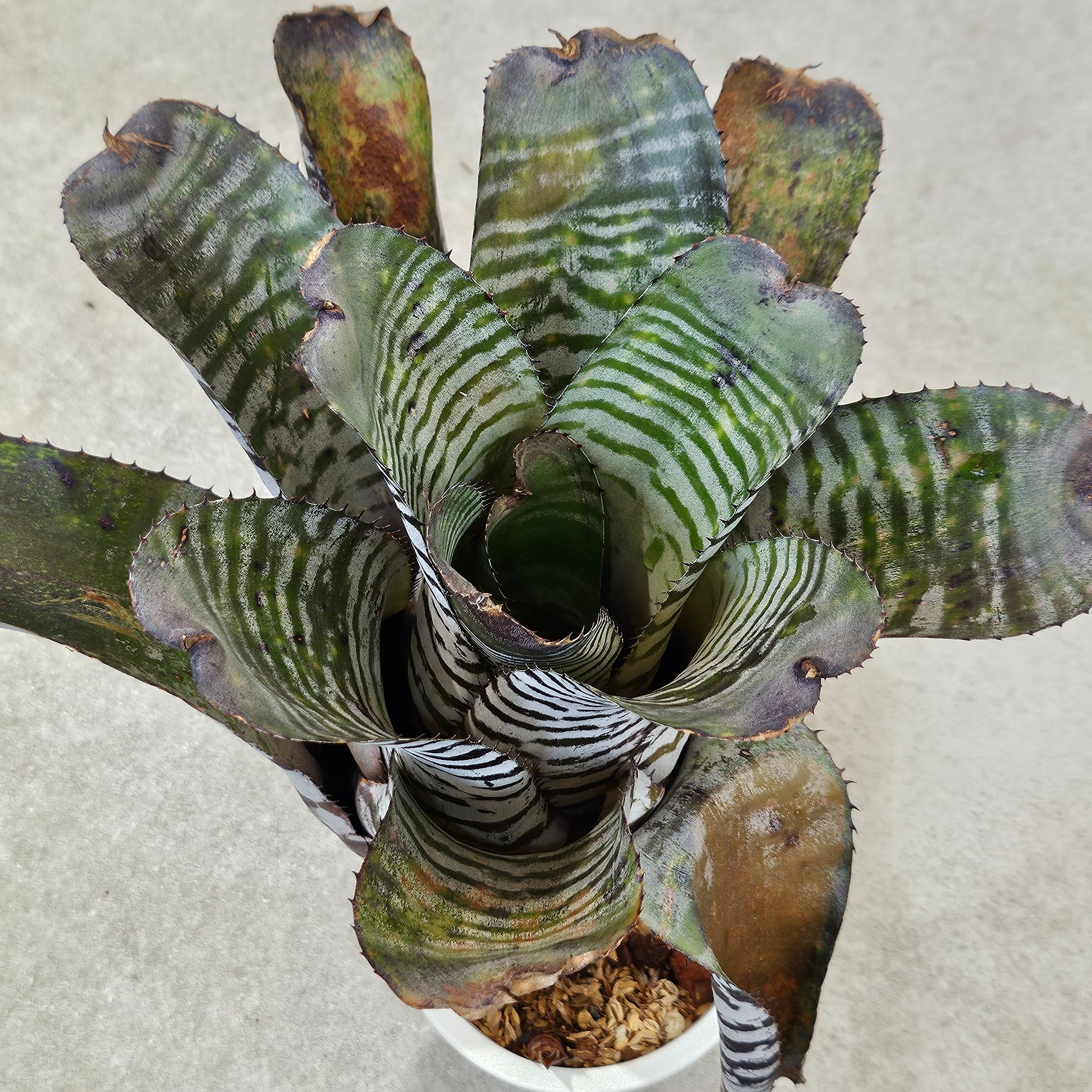 エクメア Aechmea (タンクブロメリア) | Plants Baka - Online Shop