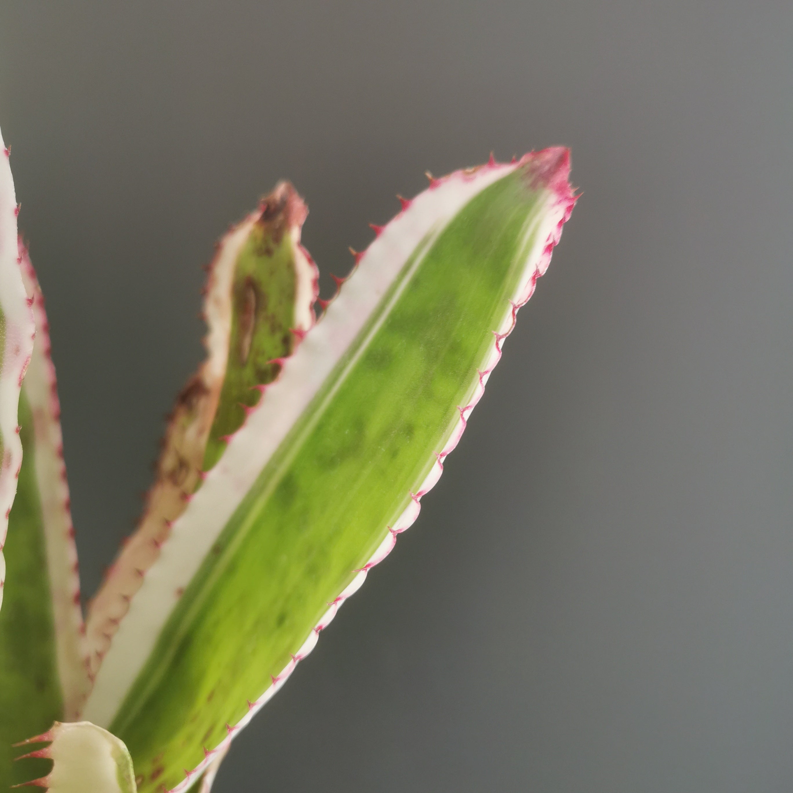 エクメア Aechmea (タンクブロメリア) | Plants Baka - Online Shop