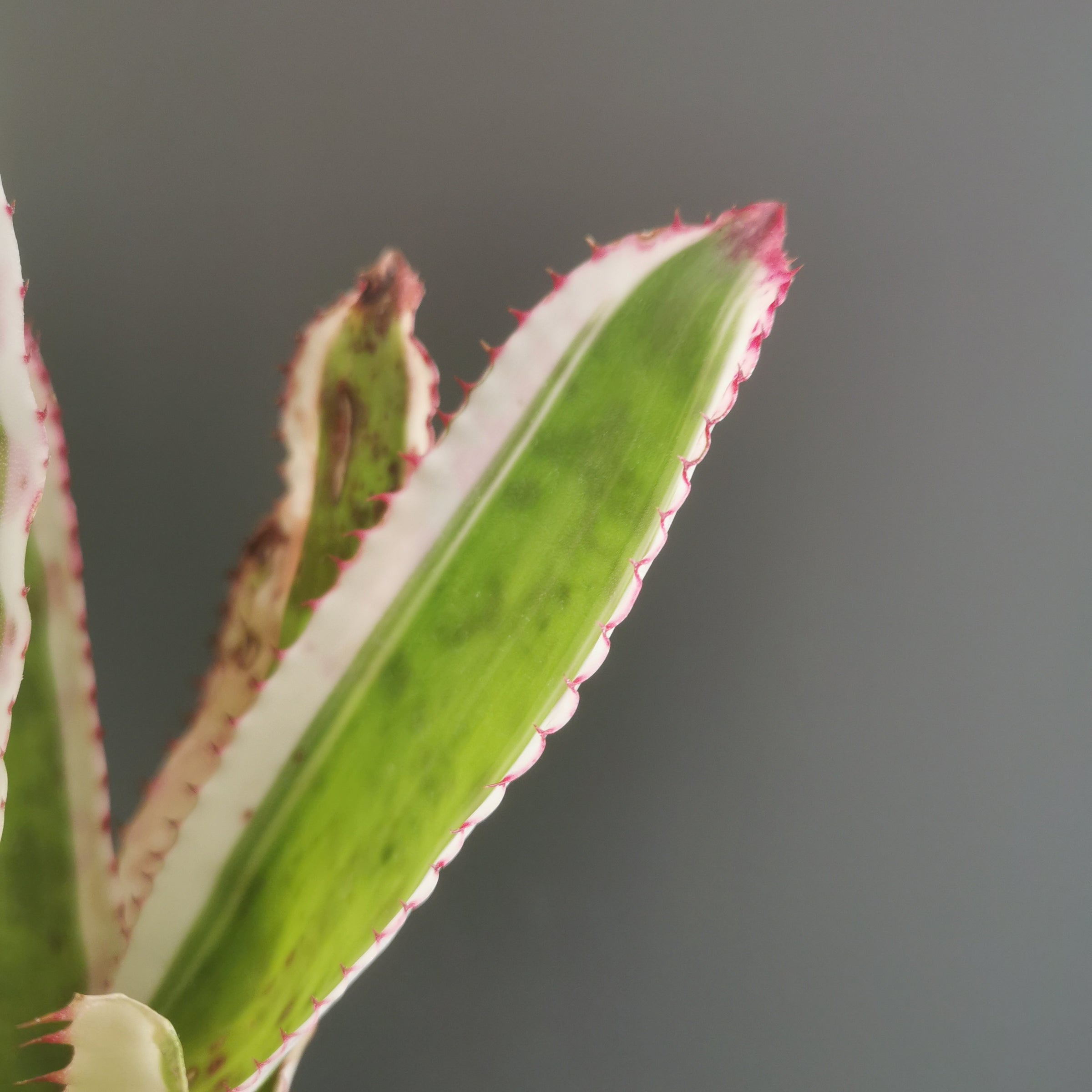エクメア Aechmea (タンクブロメリア) | Plants Baka - Online Shop