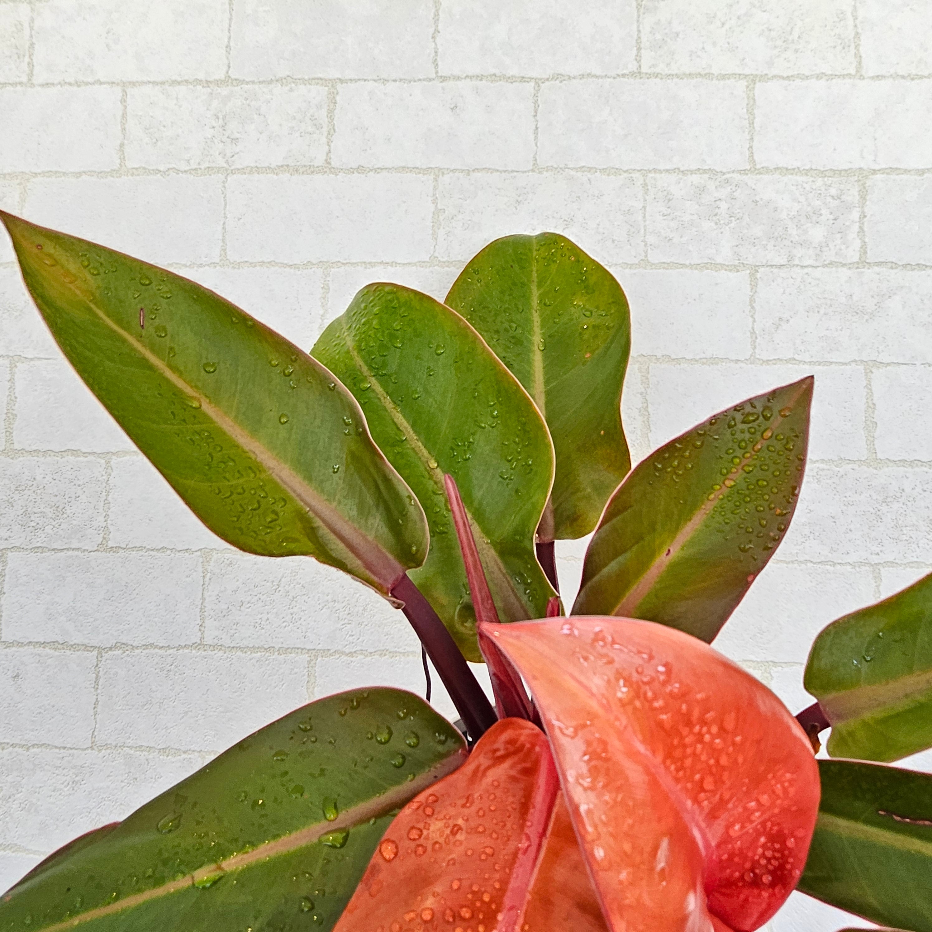 フィロデンドロン プリンスオブオレンジ | Plants Baka - Online Shop