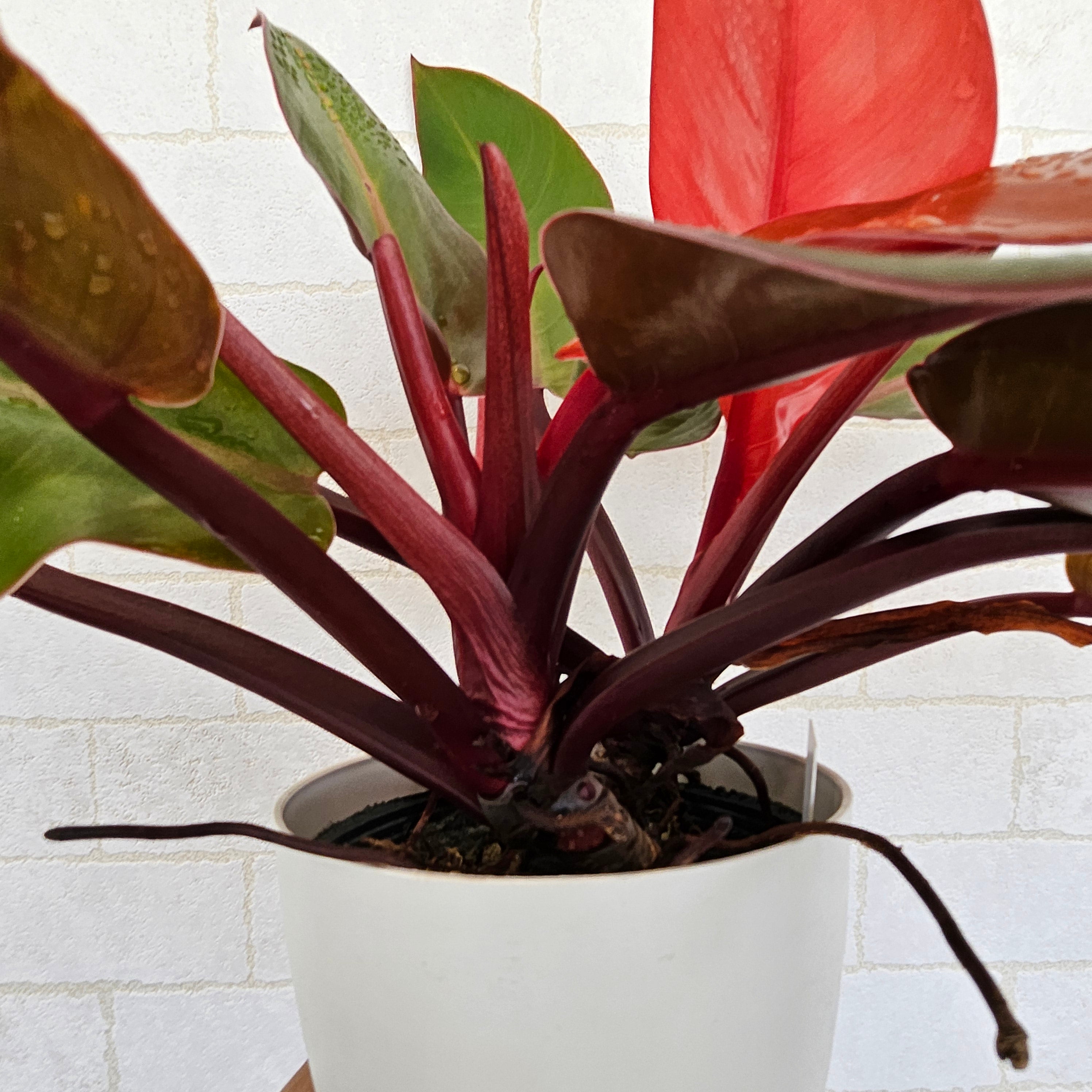 フィロデンドロン プリンスオブオレンジ | Plants Baka - Online Shop