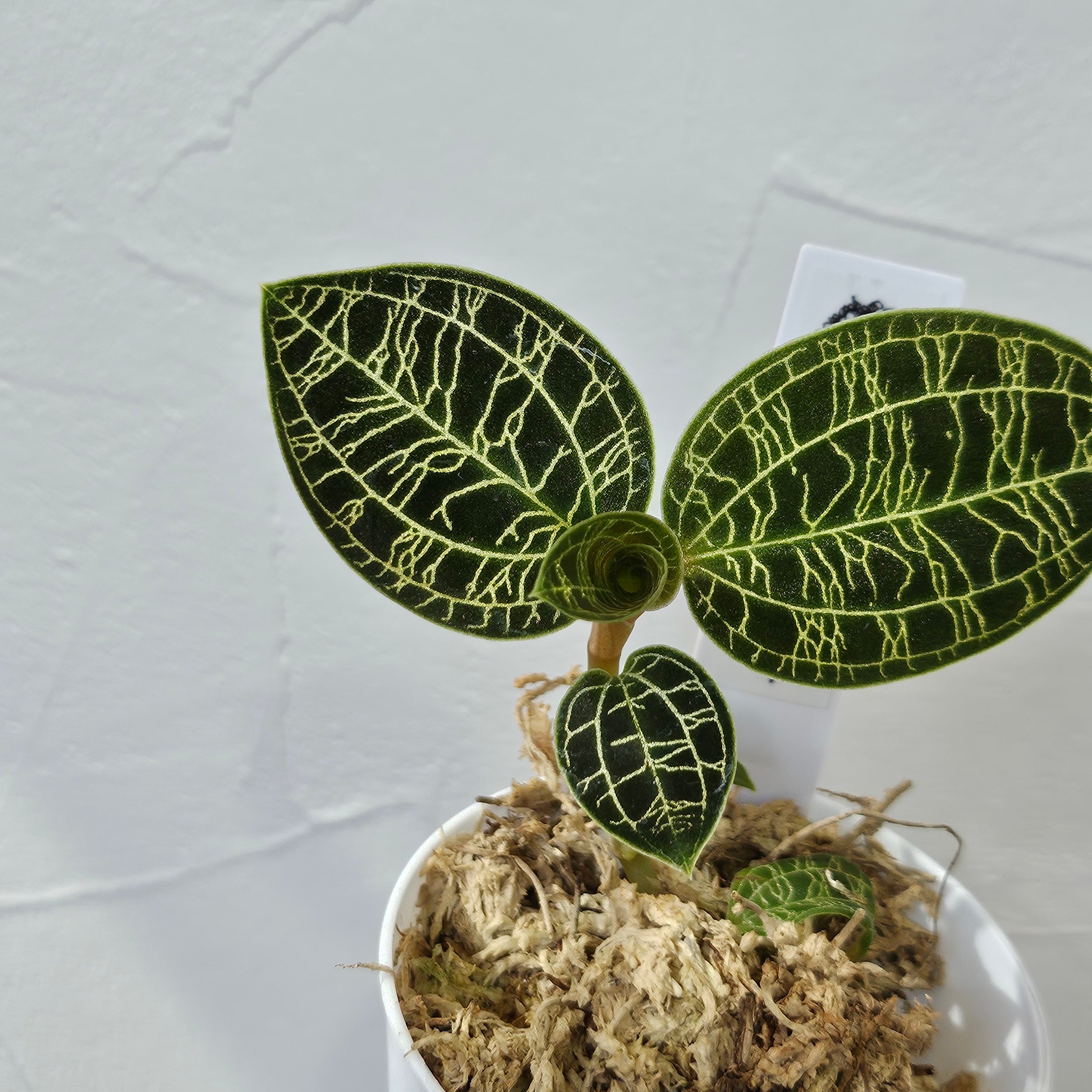 ジュエルオーキッド | Plants Baka - Online Shop