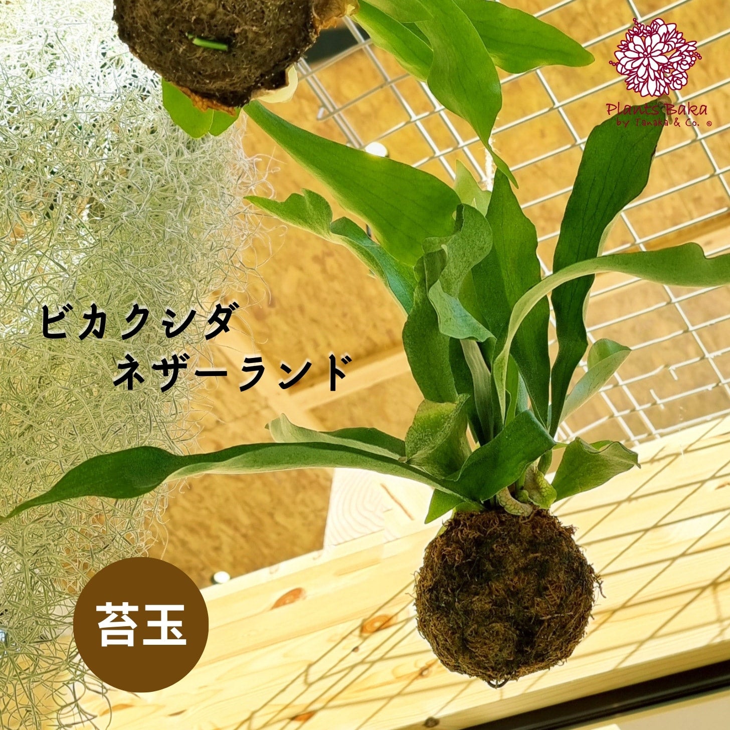 輝い ビカクシダ ネザーランド Shop Online - Baka Plants | ビカクシダ