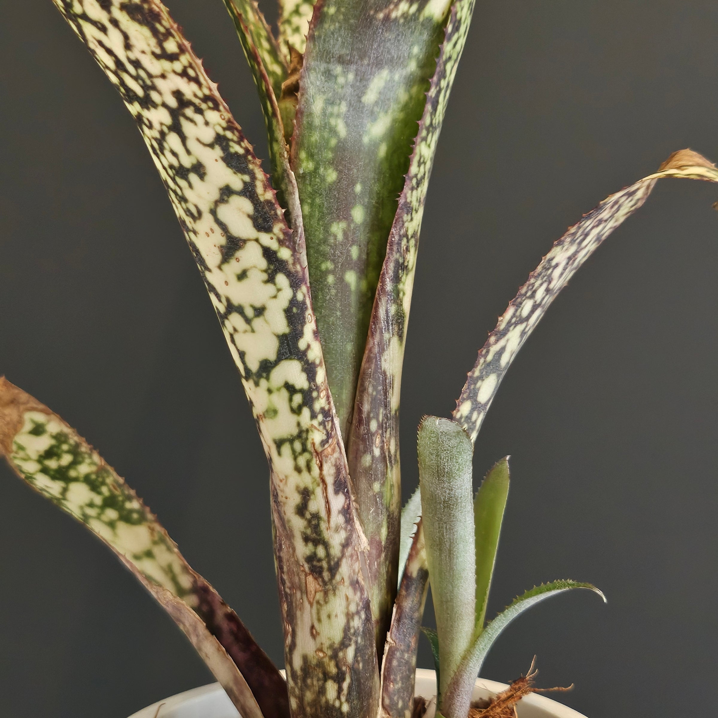 ビルベルギア Billbergia | Plants Baka - Online Shop