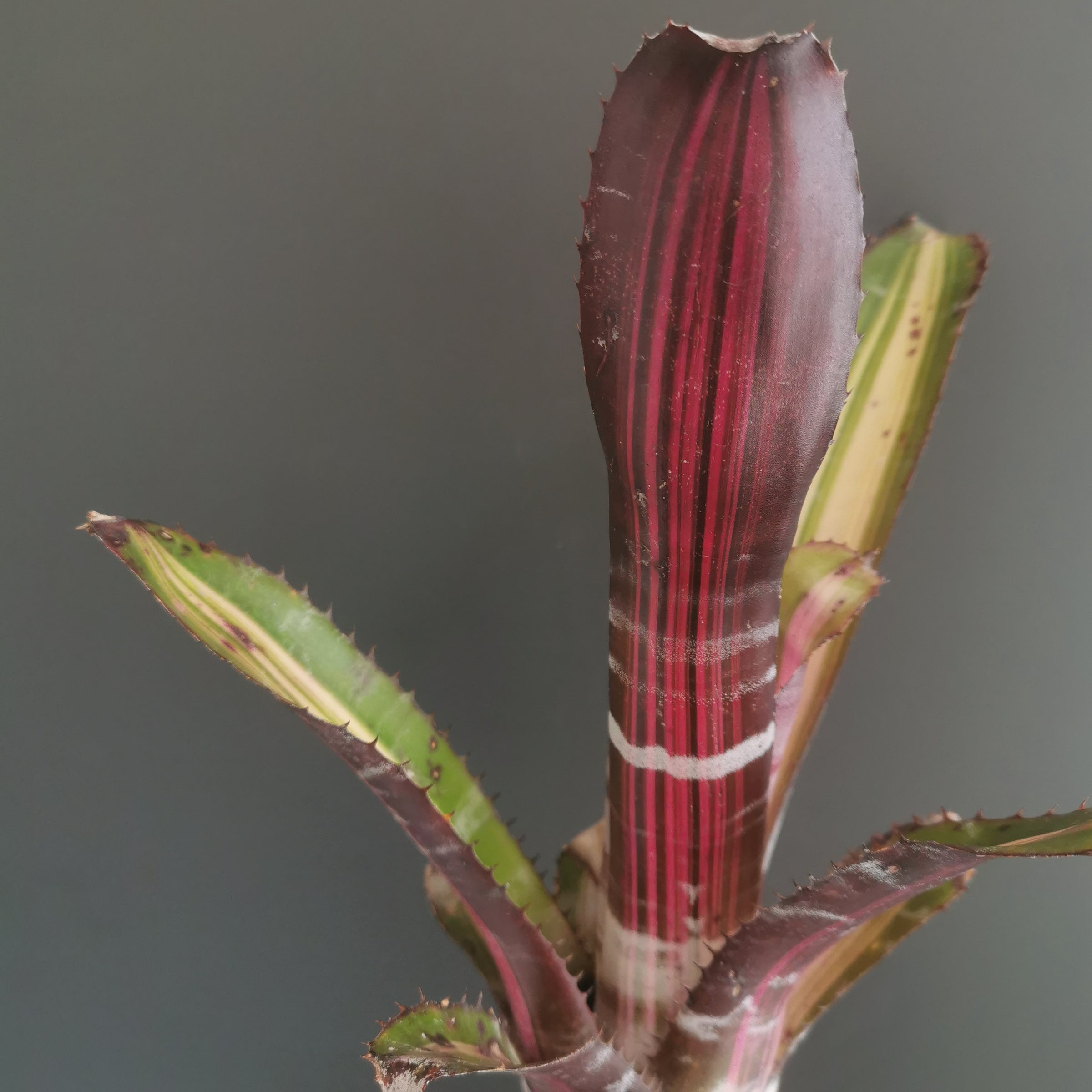 エクメア Aechmea (タンクブロメリア) | Plants Baka - Online Shop