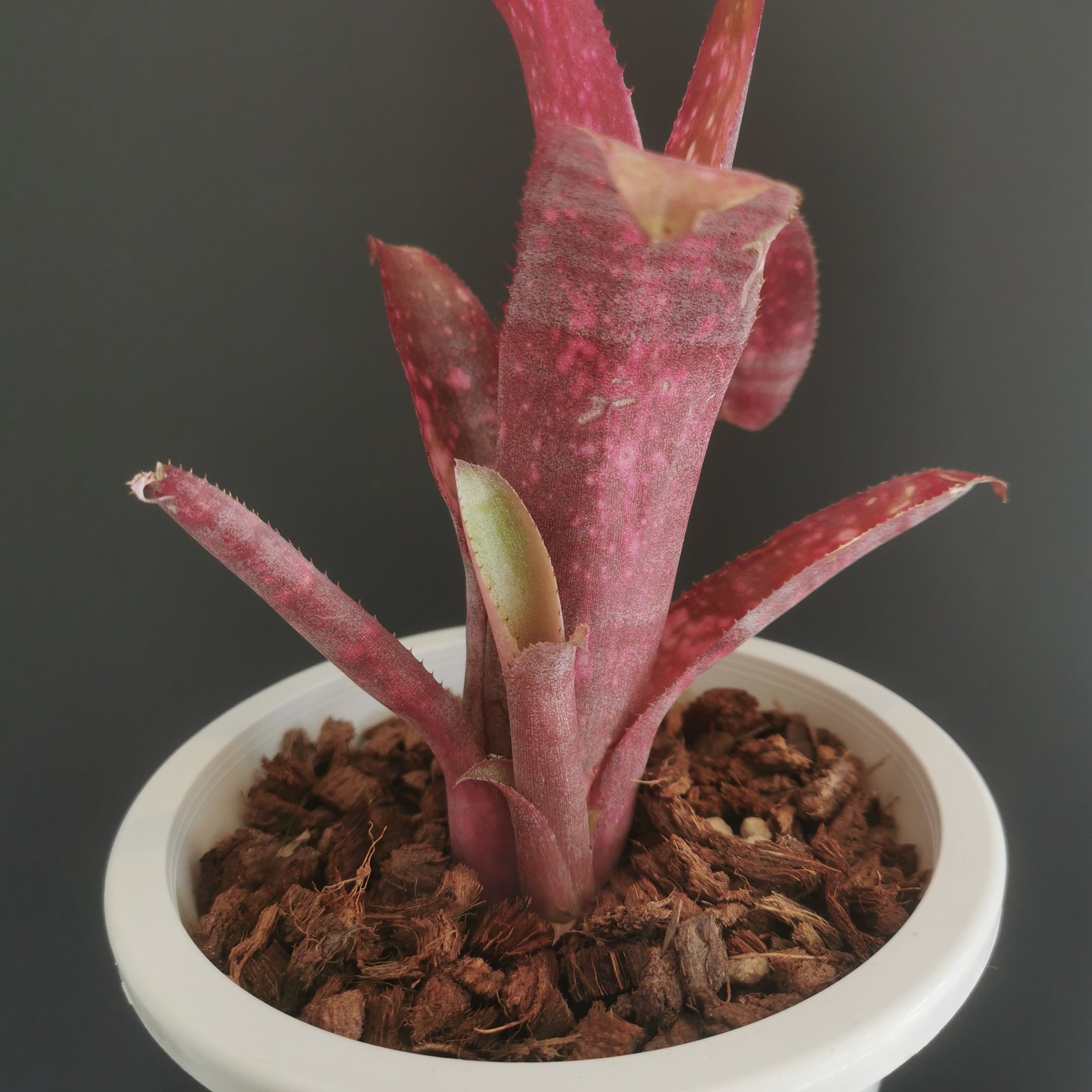 チランジア Kraken 子株つき 【公式通販】