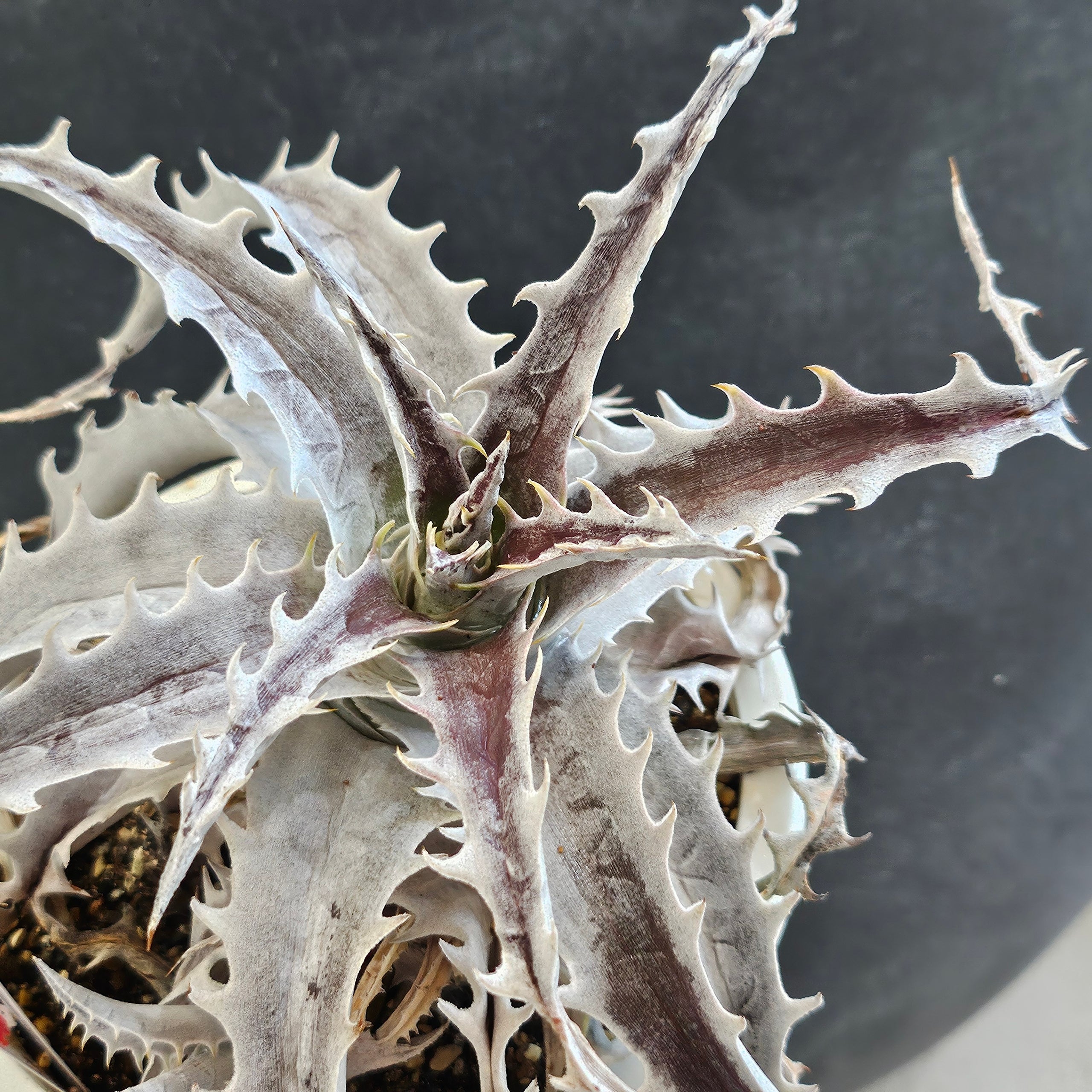 Dyckia goehringii var.lemei(New form) 子株 Dyckia goehringii var.lemei(New form) 子株